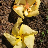 Chonemorpha fragrans (Moon) Alston